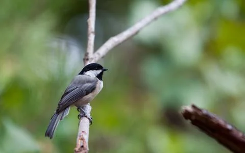 Carolina Chickadee Stock-Fotos