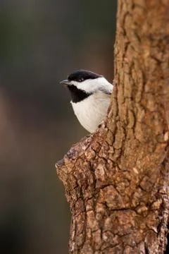 Carolina Chickadee Stock Photos