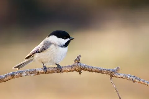 Carolina Chickadee Stock Photos