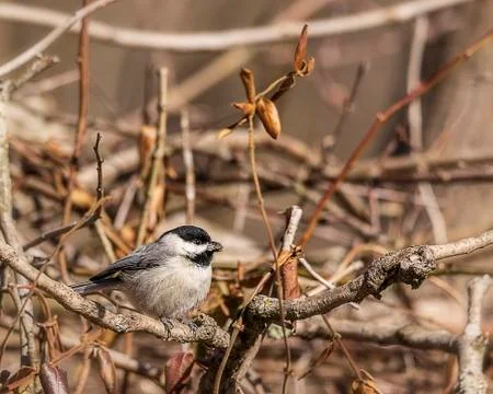 Carolina Chickadee Stock Photos