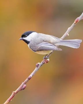 Carolina Chickadee Stock Photos