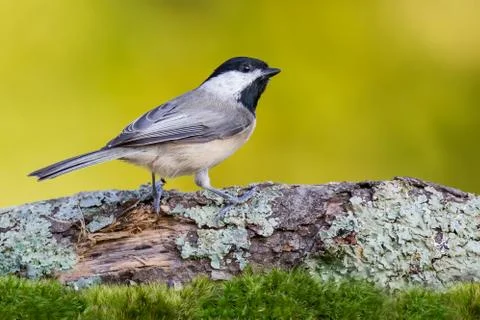 Carolina Chickadee Stock Photos