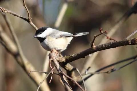 Carolina Chickadee Stock Photos