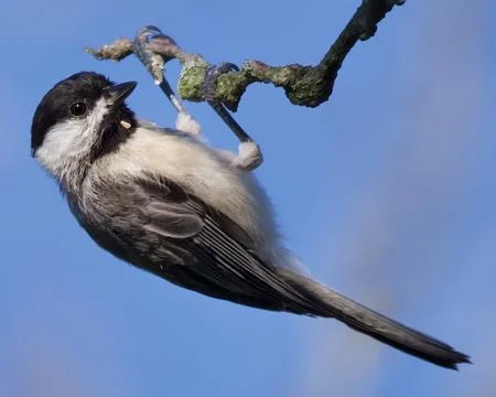 Carolina Chickadee Stock Photos