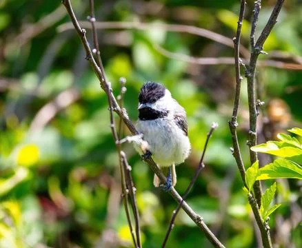 Carolina Chickadee Stock Photos