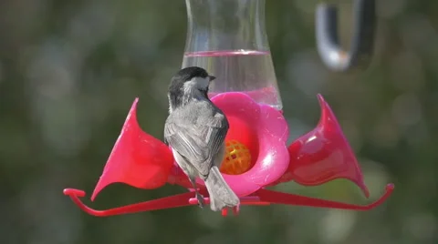 Carolina Chickadee (Slow-motion) Stock Footage 49074630