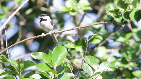 Carolina Chickadee on a tree branch. Stock Footage 75398387