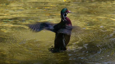 Carolina duck Stock Footage 45157673