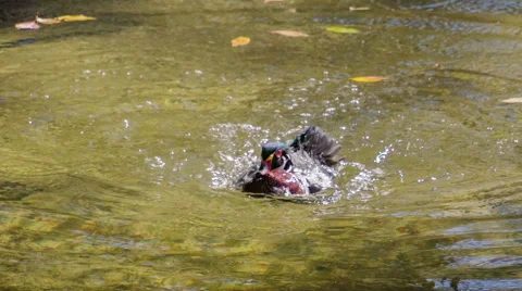 Carolina duck Stock Footage 46783784