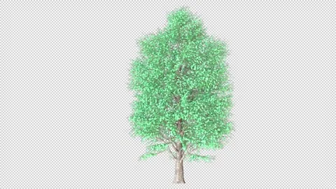 Carolina Poplar tree Stock Footage 320779212