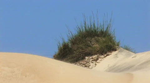 Carolina Sand Dune Stock Footage 144941