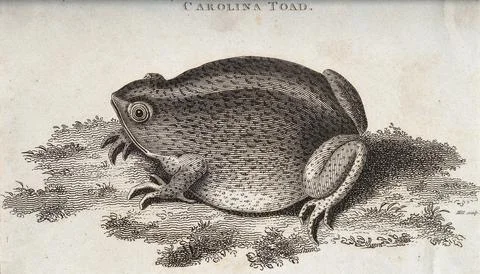 A carolina toad sitting on a patch of grass. Etching by Hill. Stock Illustration