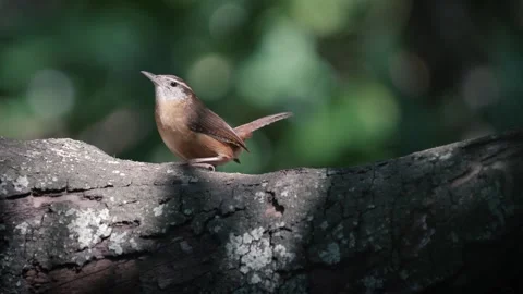 Carolina wren bird eats worms out of a log Stock Footage 266451658
