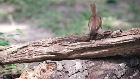Carolina wren bird eats worms out of a log Stock Footage 266451854