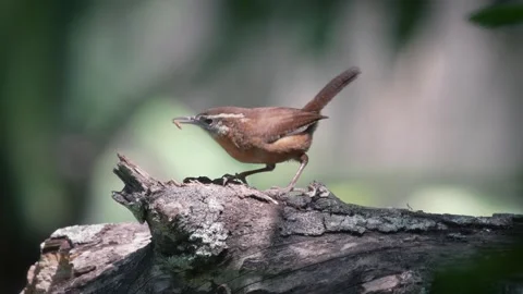 Carolina wren bird eats worms out of a log Stock Footage 266451953