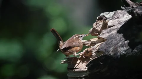Carolina wren bird eats worms out of a log Stock Footage 266452362