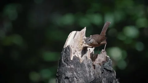Carolina wren bird eats worms out of a log Stock Footage 266452477
