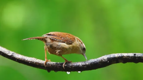 Carolina Wren Stock Footage 23117701