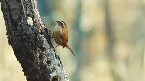 Carolina Wren Vidéo 34174034