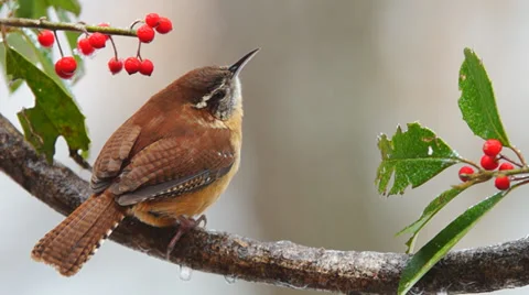 Carolina Wren Stock Footage 35224014