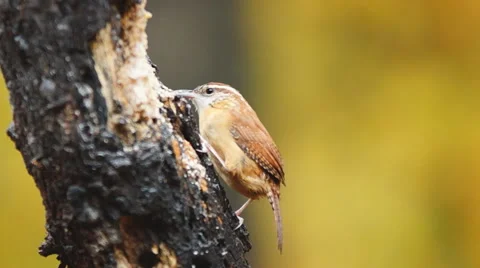 Carolina Wren Stock Footage 44266180