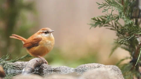 Carolina Wren Stock Footage 47125738