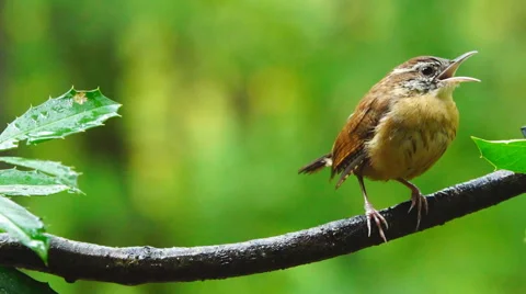 Carolina Wren Stock Footage 56355594