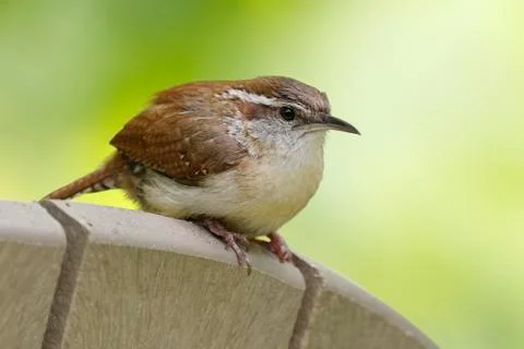 Carolina Wren perched on the back of a chair Stock Photos