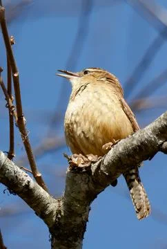 Carolina Wren perched in tree Foto stock
