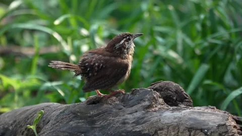 Carolina wren preening on a log surrounded by green grass and plants Vídeo Stock 334664602
