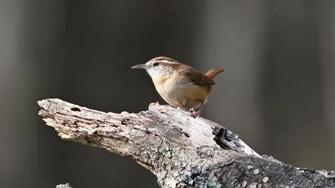CarolinaWren Stock Photos