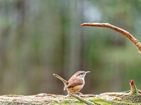 CarolinaWren Stock Photos