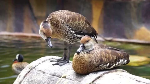 Caroline duck couple Stock Footage 56603355