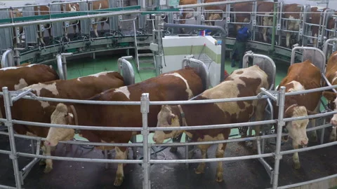 Carousel for milking cows Видео 233493181
