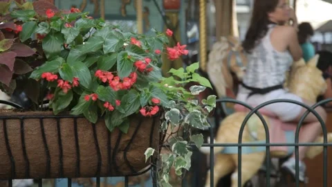 Carousel Spinning Behind Red Flowers in Planter Stock Footage 341323524