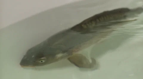 Carp 2 Stock Footage 34269513