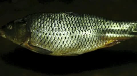 Carp and camp fire Stock Footage 10559437