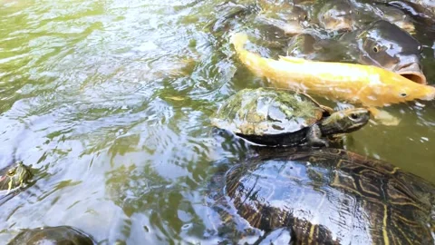 Carp and turtles flocking to the bait Stock Footage 313815585