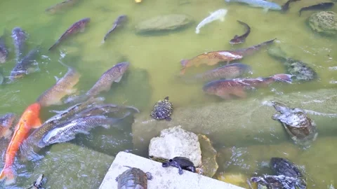 Carp and turtles flocking to the bait Stock Footage 314201943