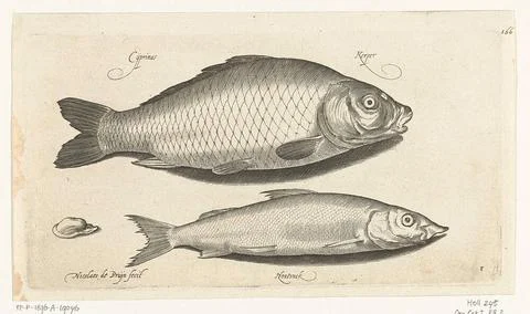Carp and wooding; Libelivs variable genera piscium compensators; Freshwate... Foto stock