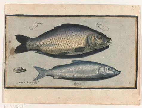 Carp and wooding; Libelivs variable genera piscium compensators; Freshwate... Stock-Fotos