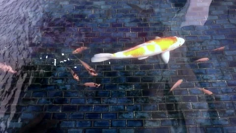Carp are swimming in the pool Stock Footage 77715305