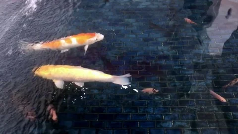 Carp are swimming in the pool Stock Footage 77719212