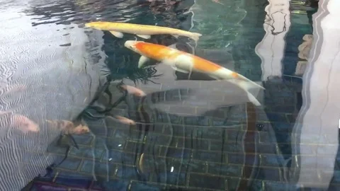 Carp are swimming in the pool Stock Footage 77721434