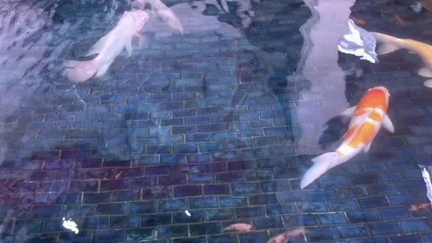 Carp are swimming in the pool Stock Footage 77721441
