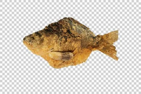 Carp baked fish Stock Photos