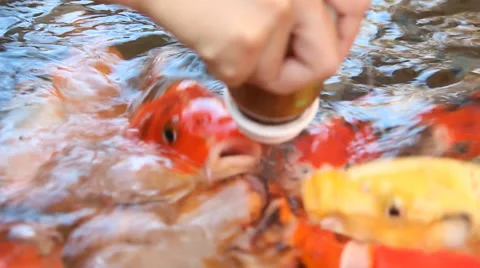 CARP with a bottle of milk. Stock Footage 56301125
