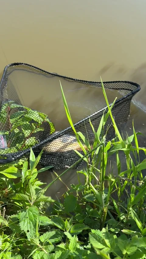 Carp caught in landing net near water, fishing scene Stock Footage 310116655