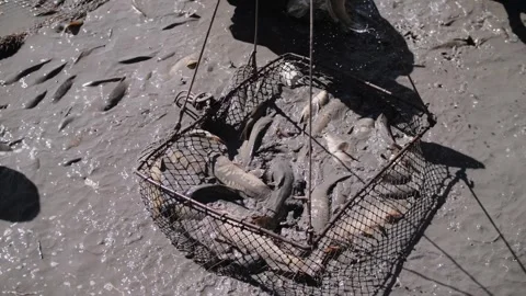 Carp caught in a net during a fish harvest. Stock Footage 322792830