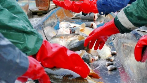 Carp - Classification of River Fish Stock Footage 99622214